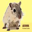 Gerbil Pocket Guide