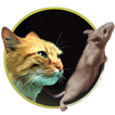 Catch the mouse for cats game