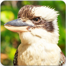 Kookaburra Song : Kookaburra Bird Call-APK