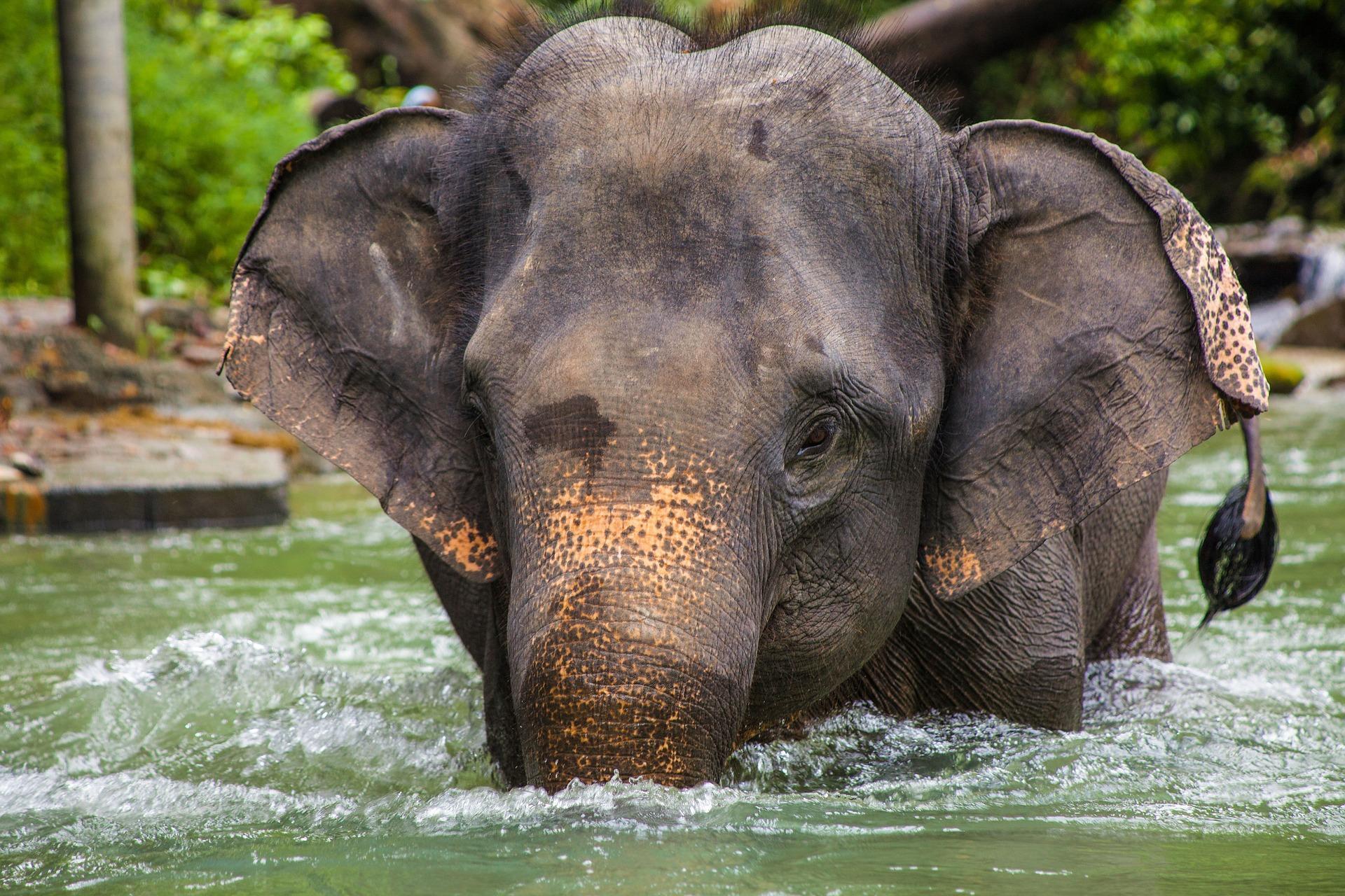 Asian Elephant Wallpaper HD APK for Android Download Asian Elephant Wallpaper HD APK for Android Download