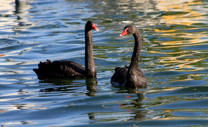 Black Swan Wallpaper HD for Android - APK Download