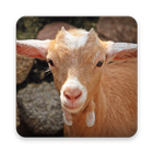 Goat Wallpaper HD ikon