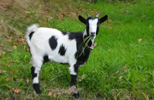 Goat Wallpaper HD syot layar 3