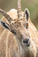 Goat Wallpaper HD penulis hantaran