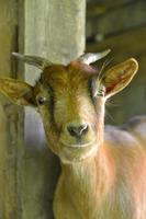 Goat Wallpaper HD syot layar 1