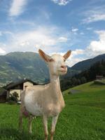 Goat Wallpaper HD syot layar 2