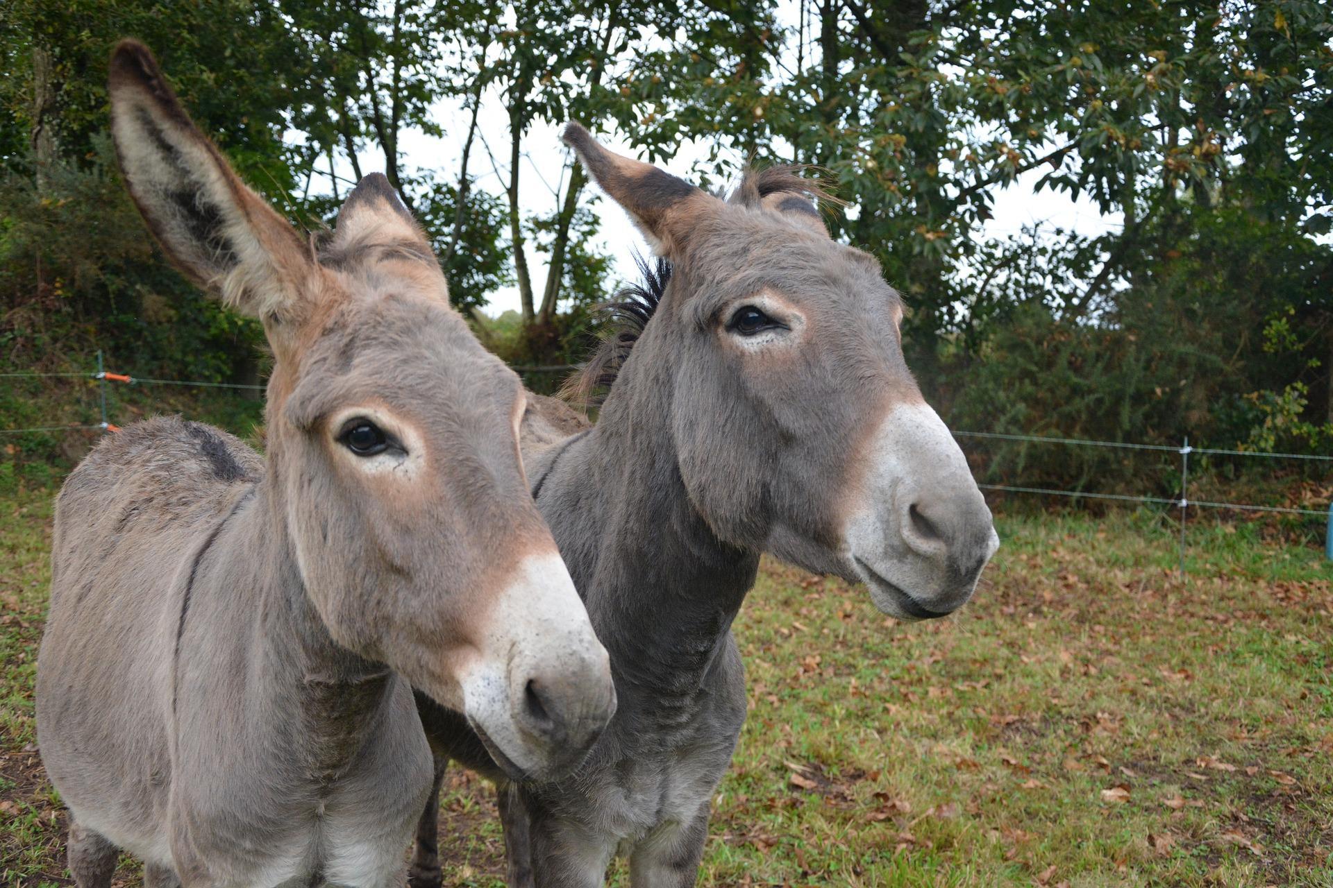 Donkey Wallpaper HD APK voor Android Download Donkey Wallpaper HD APK voor Android Download