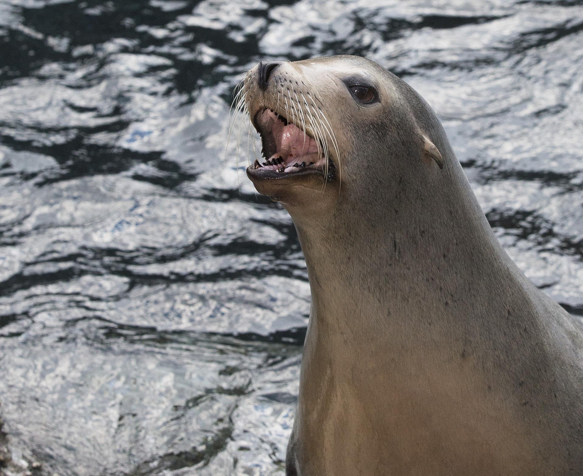 Sea Lion Wallpaper HD APK for Android Download Sea Lion Wallpaper HD APK for Android Download