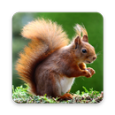 Squirrel Wallpaper HD APK