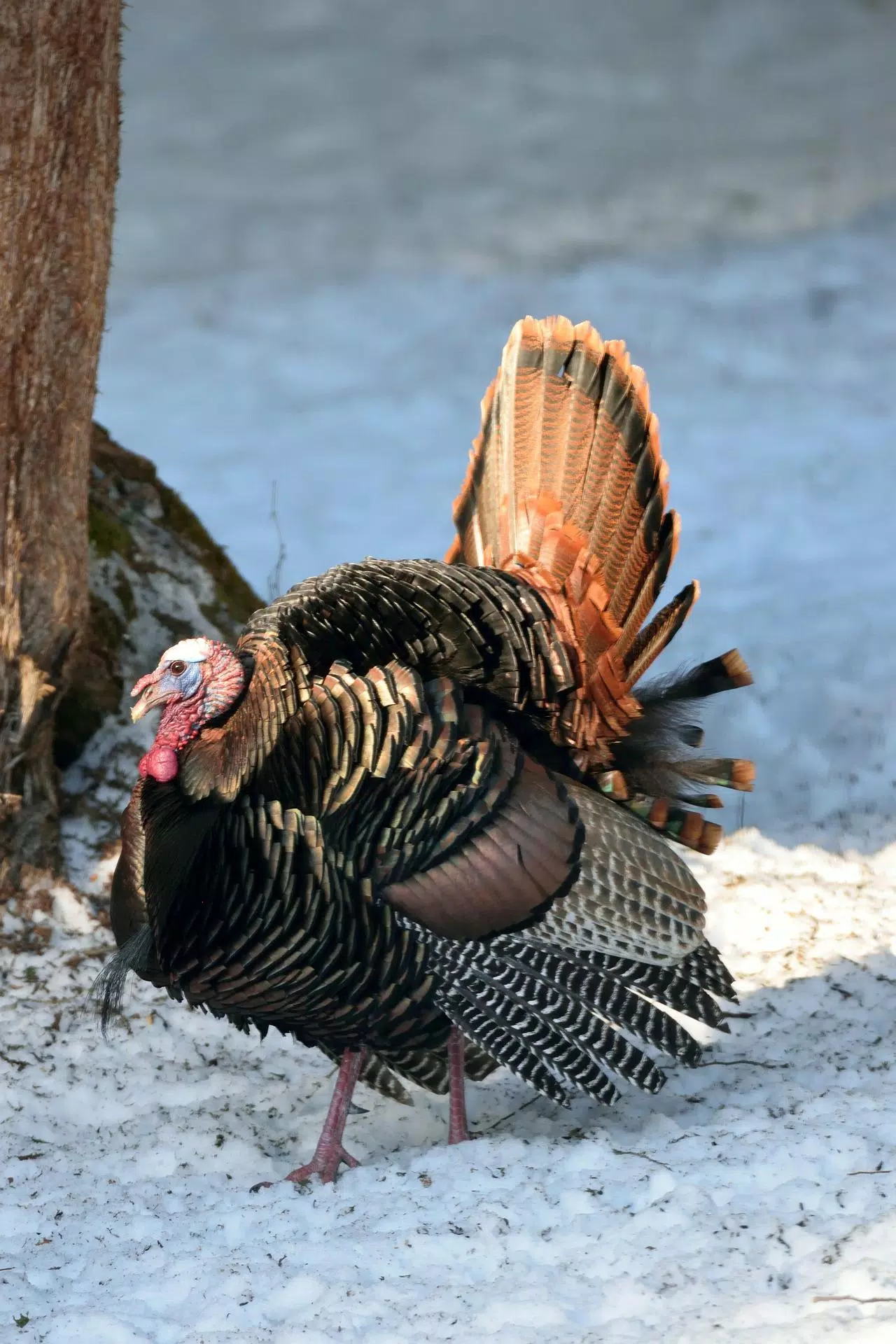 Turkey Bird Wallpaper HD APK for Android Download Turkey Bird Wallpaper HD APK for Android Download