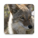 Coyote Wallpaper HD APK