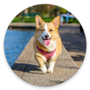 Corgi Dog Wallpaper HD APK
