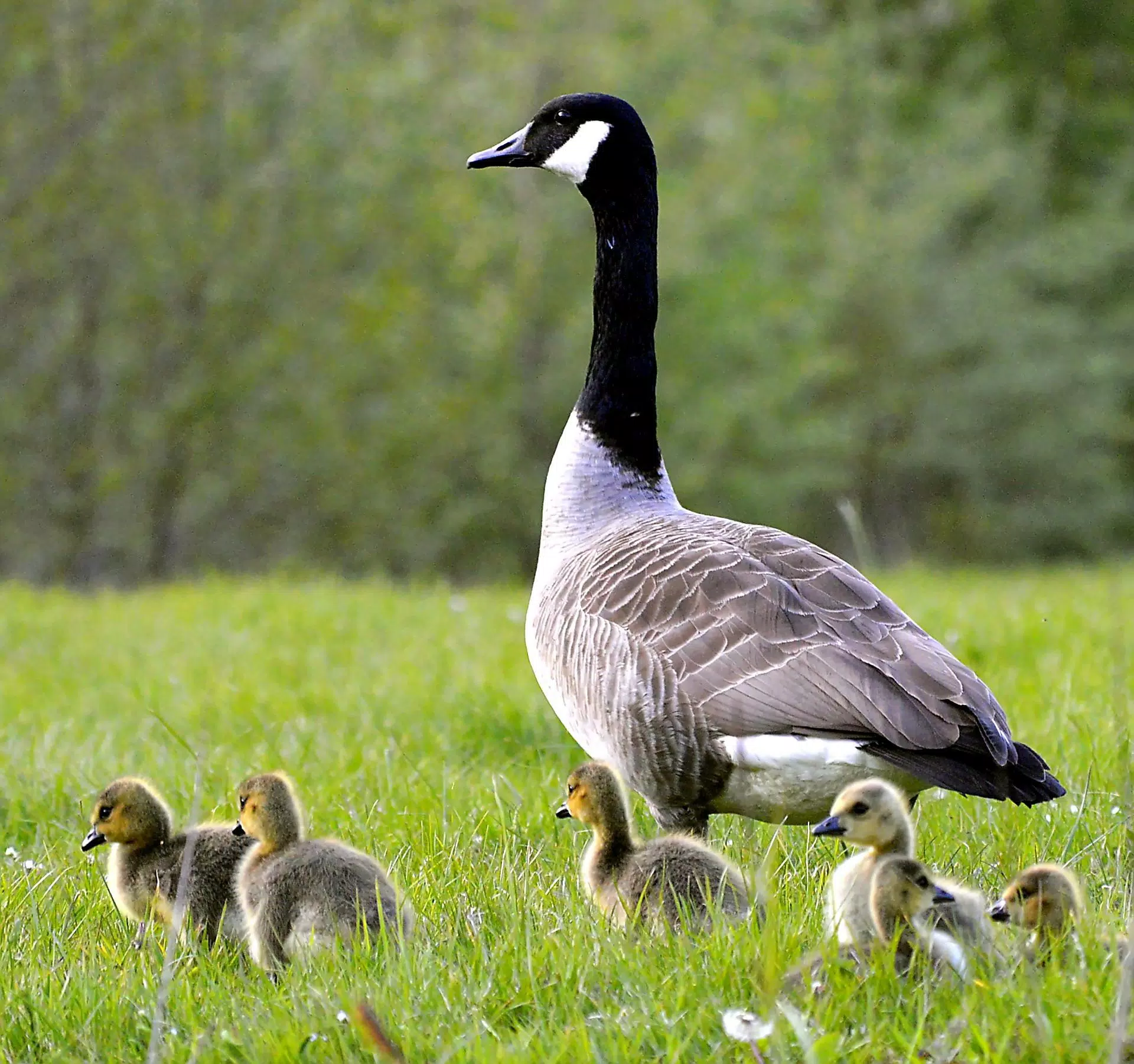 Canada Goose Wallpaper HD APK for Android Download