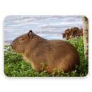 Capybara Wallpaper HD APK