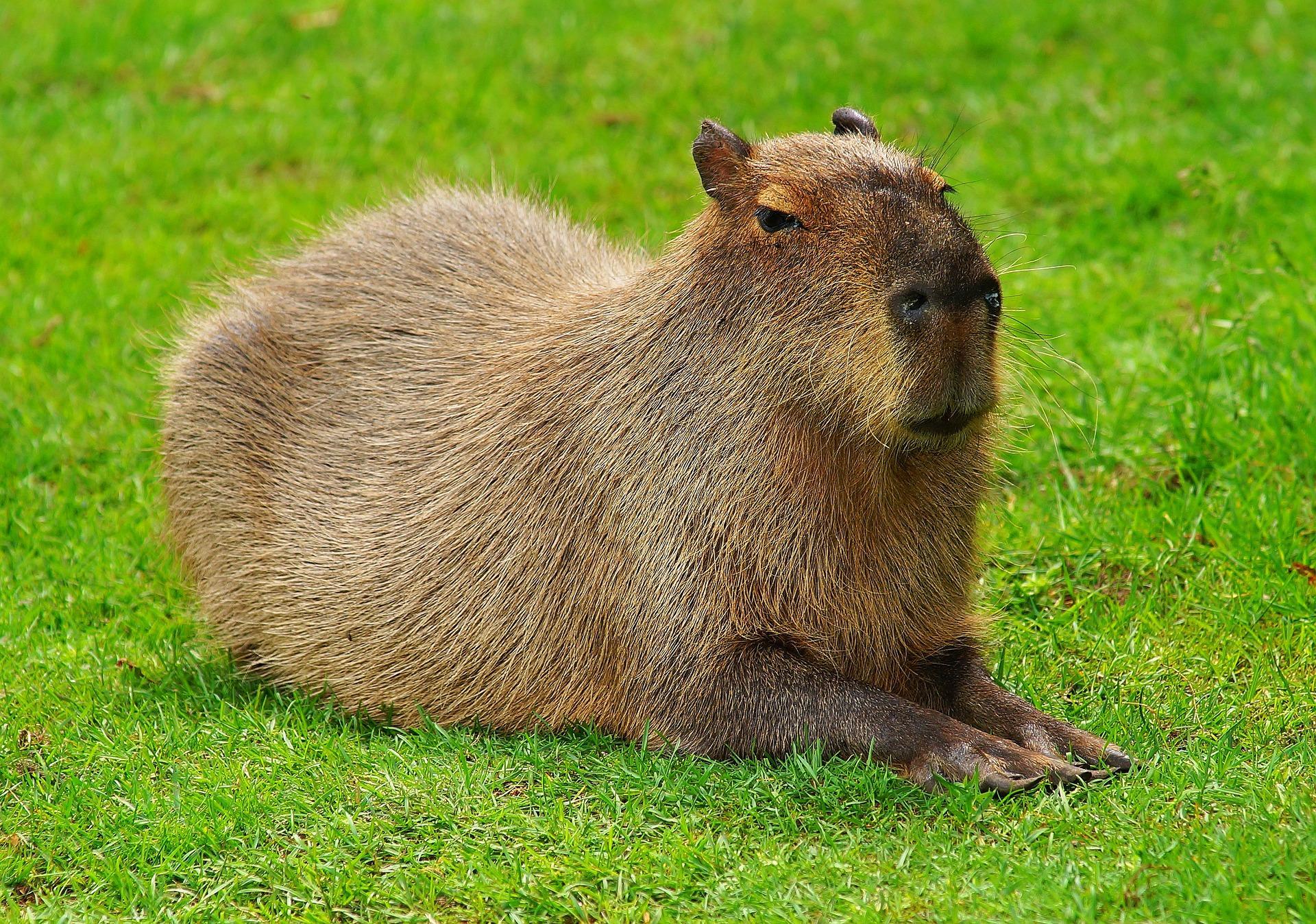 Se puede tener una capibara de mascota