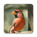 Cardinal Bird Wallpaper HD APK