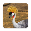 Crane Bird Wallpaper HD APK