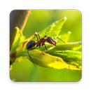Ant Wallpaper HD APK