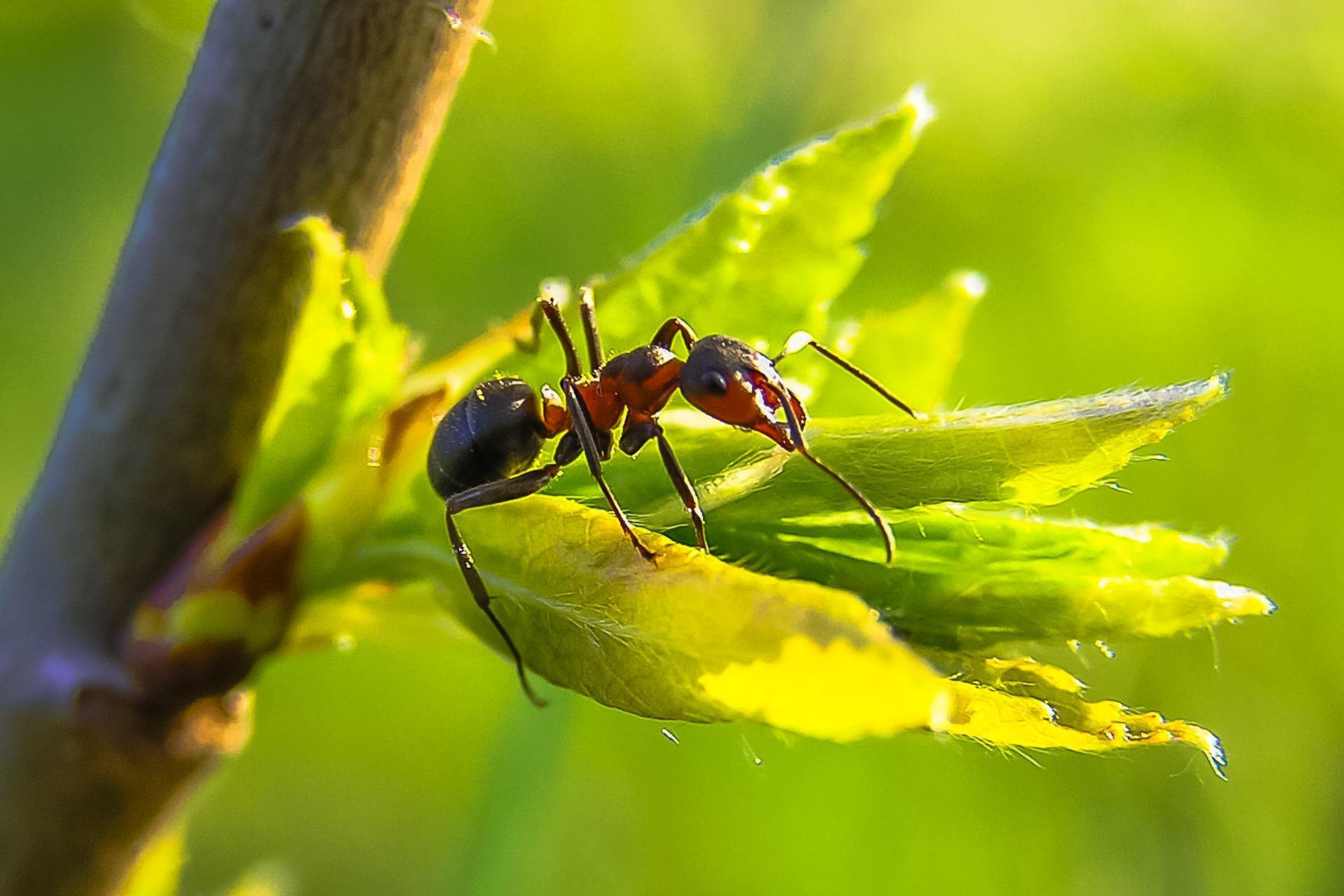 Ant Wallpaper HD for Android - APK Download