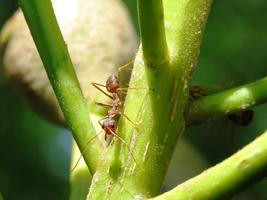 Ant Wallpaper HD penulis hantaran