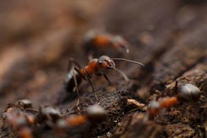 Ant Wallpaper HD syot layar 1