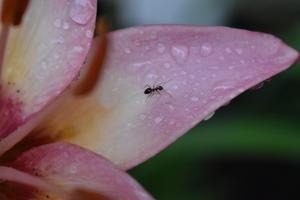 Ant Wallpaper HD syot layar 2
