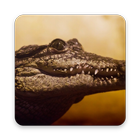 Alligator Wallpaper HD 아이콘