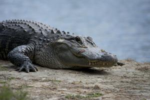 Alligator Wallpaper HD 포스터