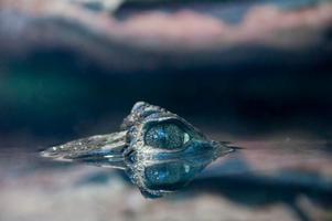 Alligator Wallpaper HD 스크린샷 1