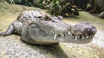 Alligator Wallpaper HD 스크린샷 2