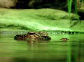 Alligator Wallpaper HD 스크린샷 3