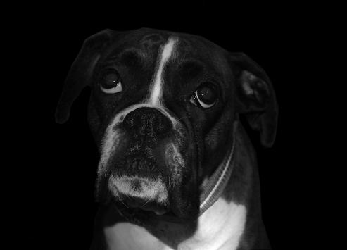 boxer dog wallpaper hd for android apk download
