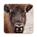 Bison Wallpaper HD APK