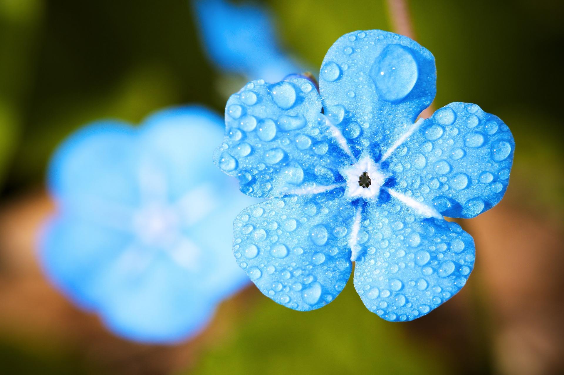 Flower Background Hd Blue / Blue Flowers Background Photos Vectors And