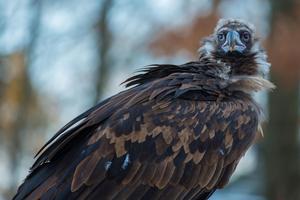 Black Vulture Wallpaper HD Affiche