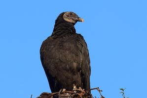 Black Vulture Wallpaper HD 스크린샷 1