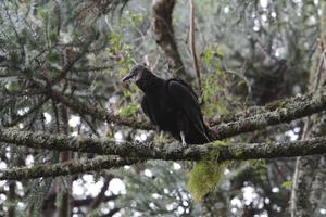 Black Vulture Wallpaper HD capture d'écran 3