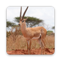 Gazelle Wallpaper HD