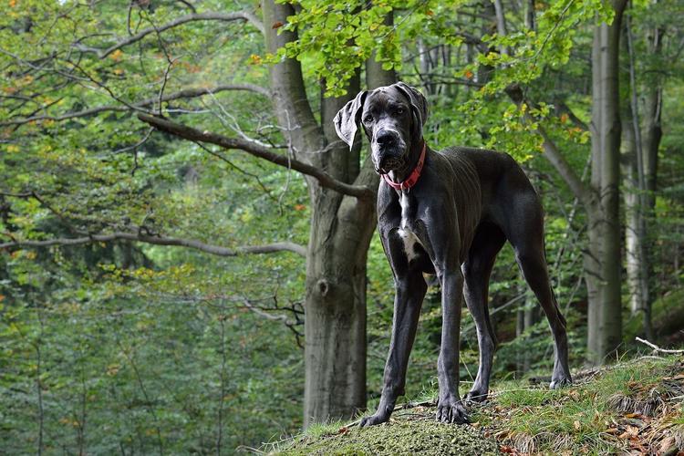 Great Dane Dog Wallpaper Hd For Android Apk Download Good day, on this site you can quickly and conveniently download free wallpapers for your desktop. great dane dog wallpaper hd for android