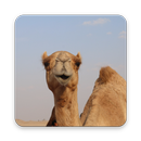 Dromedary Wallpaper HD APK