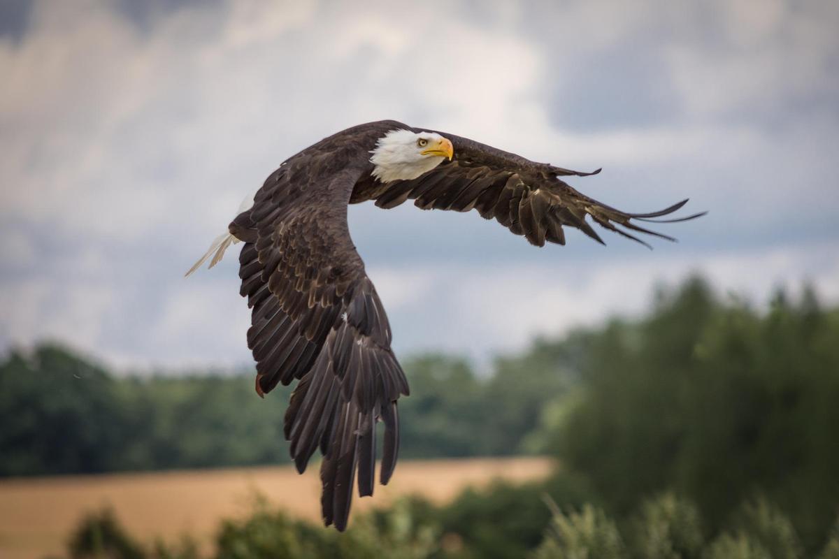 Eagle Wallpaper Hd For Android Apk Download