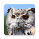 Eagle Owl Wallpaper HD APK