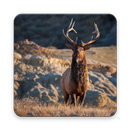 Elk Wallpaper HD APK