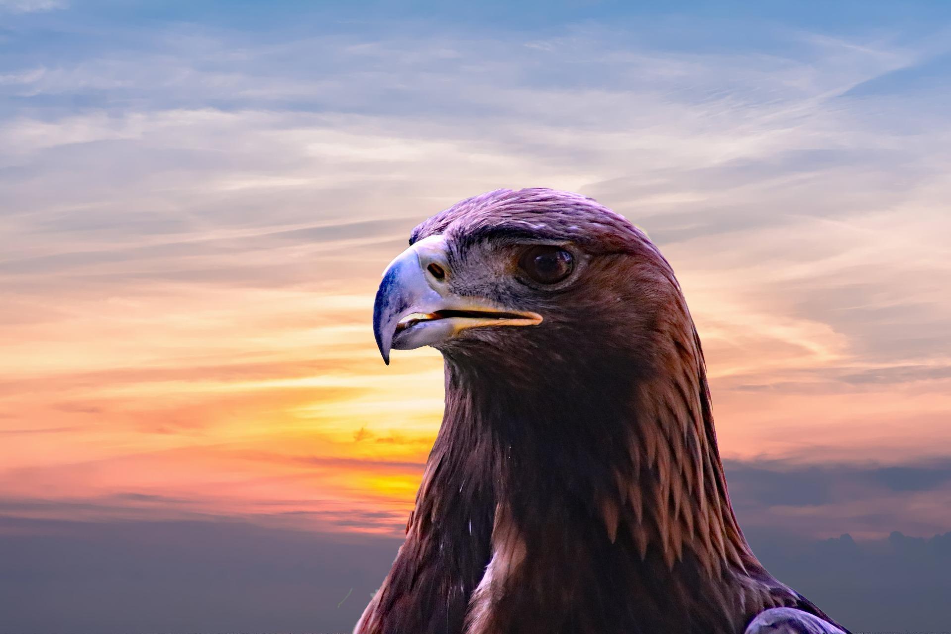 Falcon Wallpaper HD for Android - APK Download