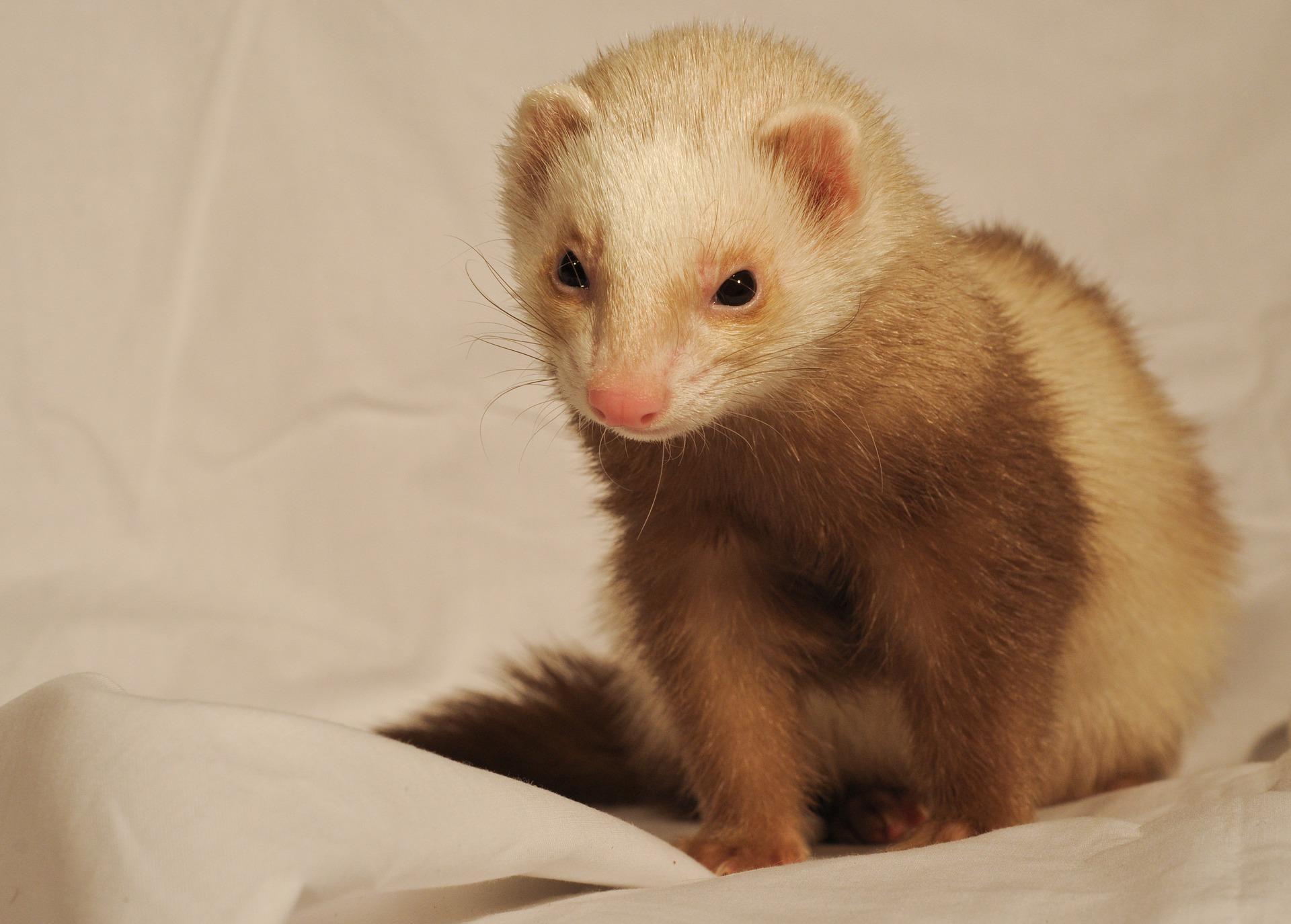 Ferret Wallpaper HD APK for Android Download
