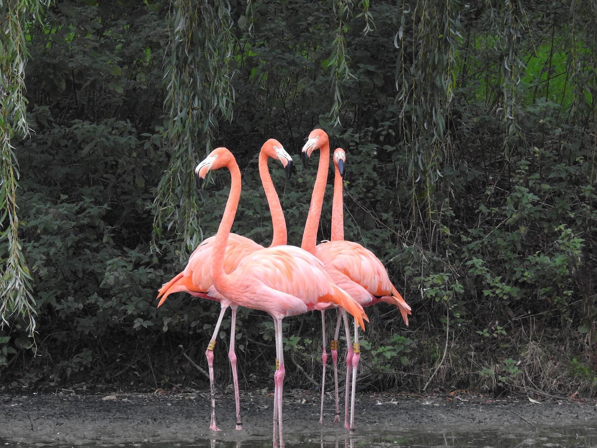 Фламинго интересная. Фламинго. Розовый Фламинго. Фламинго фото. Розовый Фламинго фото.