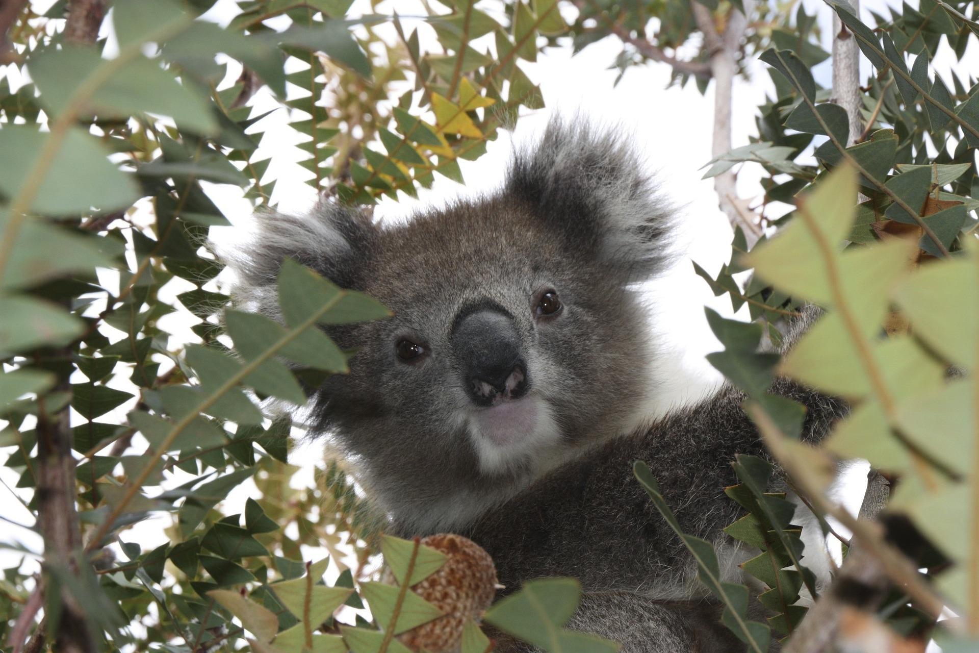 Коала живет в австралии. Коала. Млекопитающие коала. Australia Koala. Коала фото.