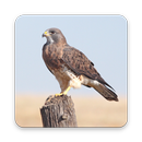 Hawk Wallpaper HD APK