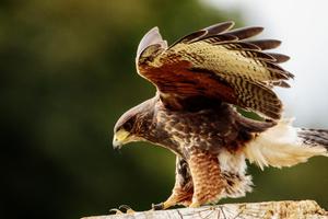 Hawk Wallpaper HD syot layar 2
