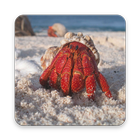 Hermit Crab Wallpapers HD أيقونة